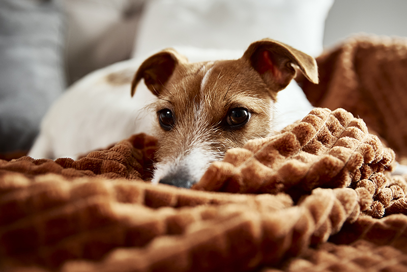 Emotional Support Dogs