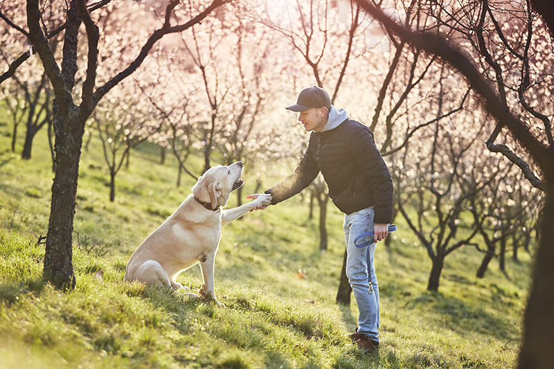 Emotional Support Dogs