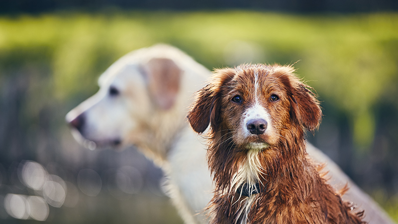 Emotional Support Dogs