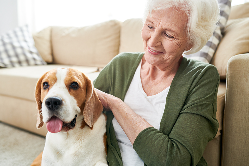 Assistance Dogs