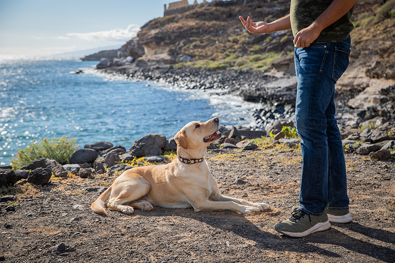 Assistance Dogs