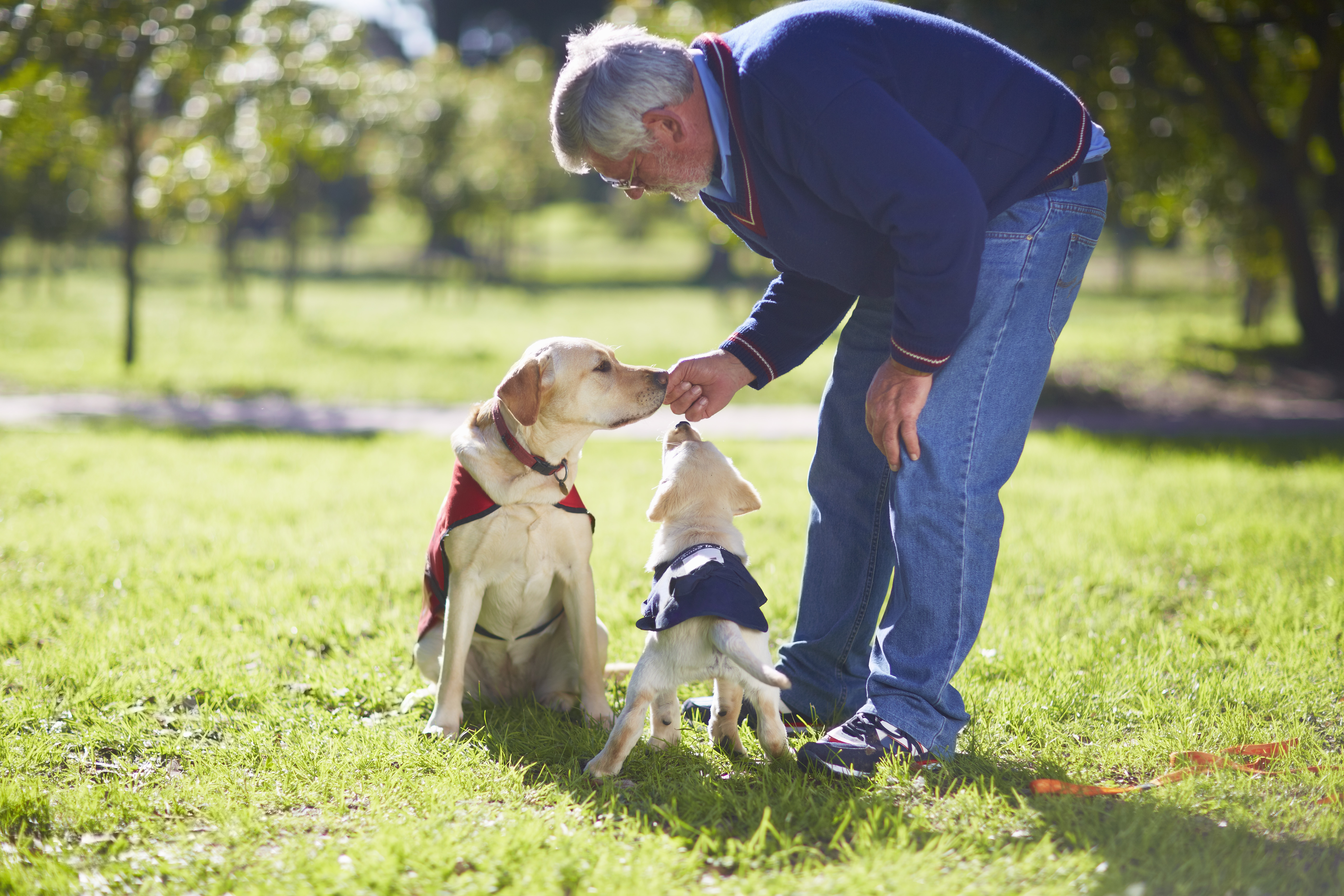 Assistance Dogs