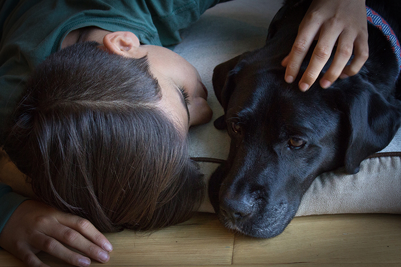 Autism Assistance Dog