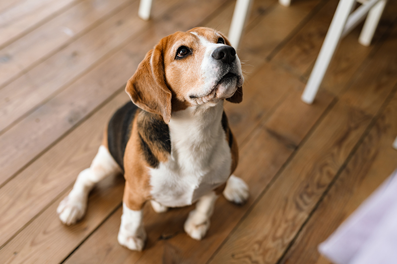 Seizure Alert Dogs