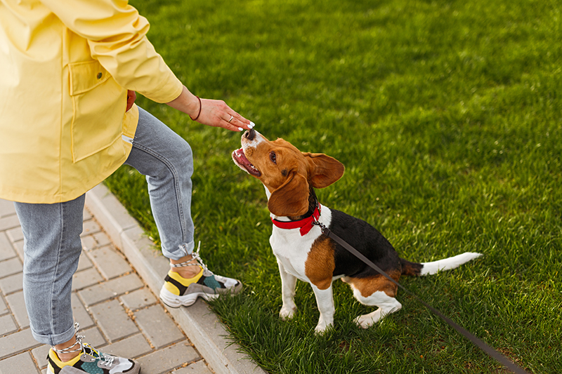 Diabetic Alert Dogs