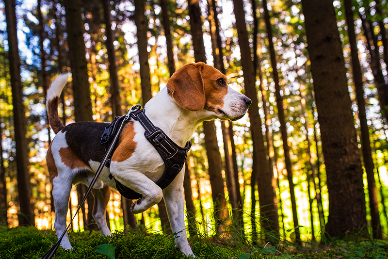 Diabetic Alert Dogs