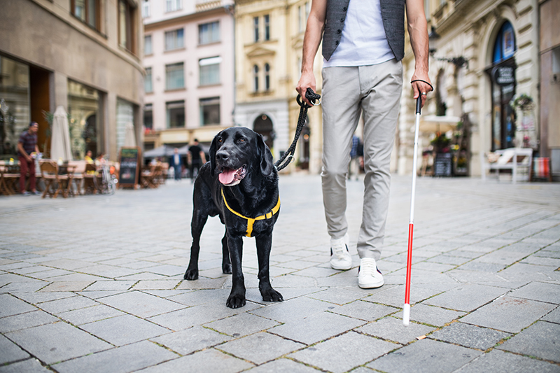 Guide Dogs