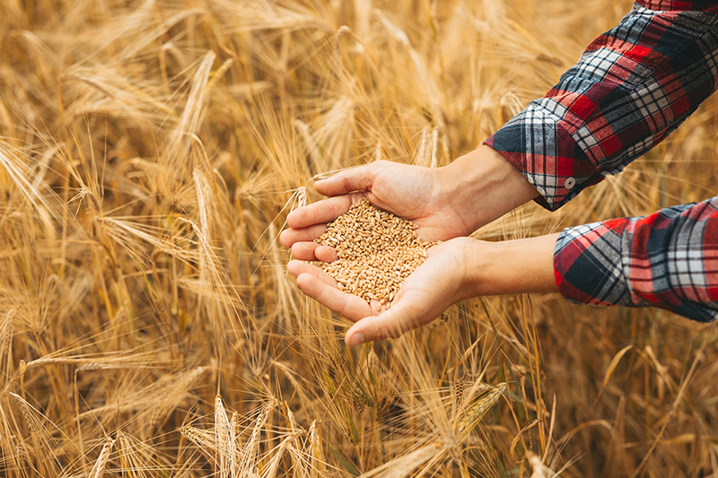 Wheat Allergy Card by The Card Project UK