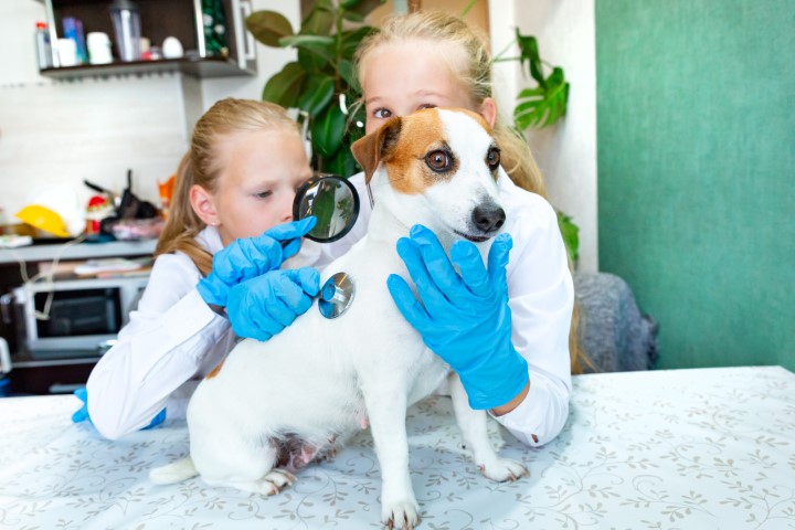 Junior Vet Photo ID Card by The Card Project UK