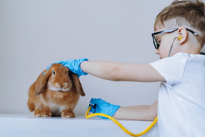 Junior Vet Photo ID Card by The Card Project UK