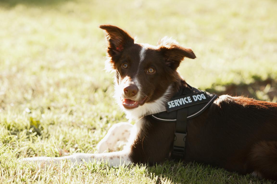 Medical Alert Dog ID Card by The Card Project UK