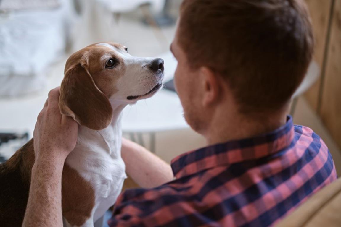 Medical Alert Dog ID Card by The Card Project UK