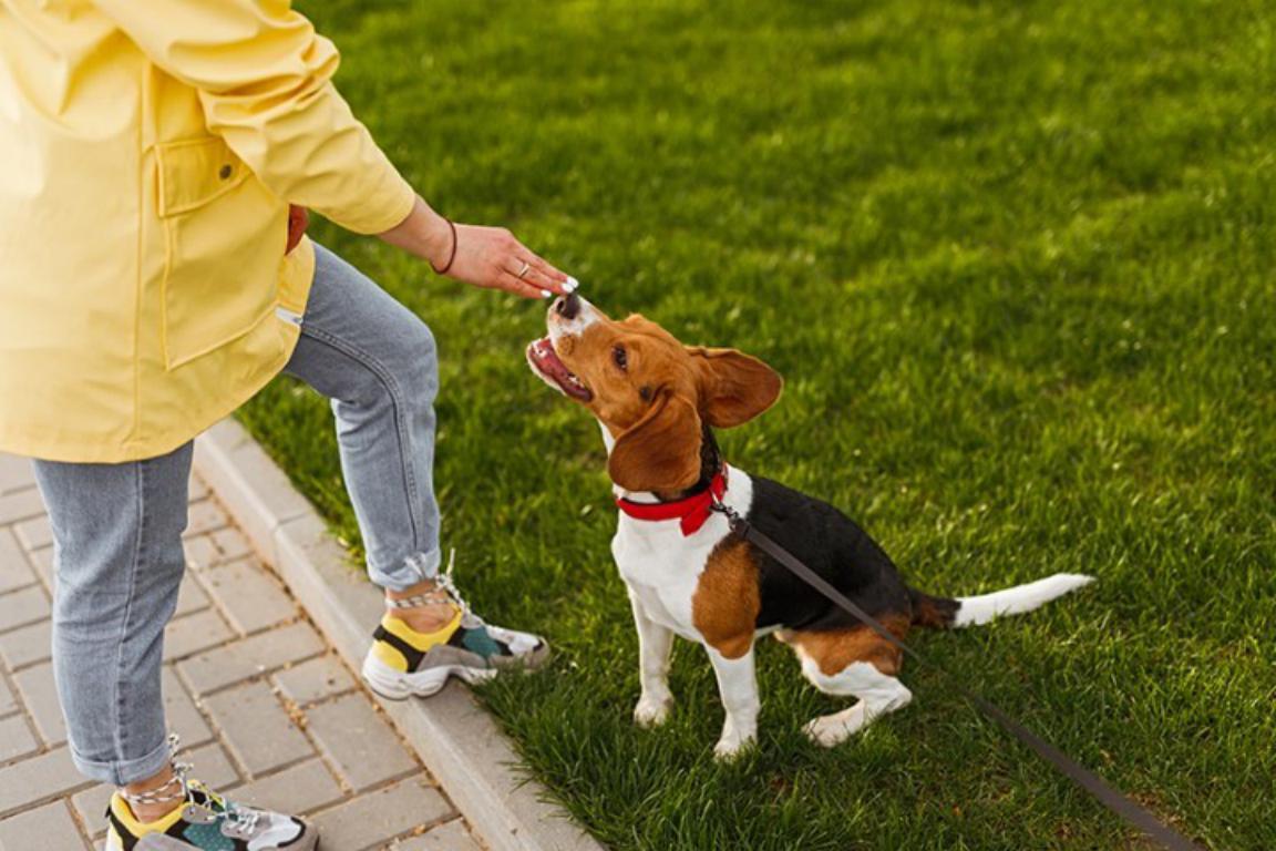 Medical Alert Dog In Training ID Card by the Card Project UK