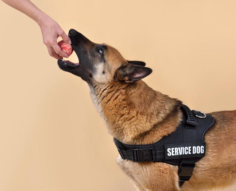 Service Dog ID Cards by The Card Project US