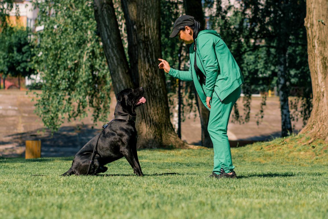 Assistance Dog ID Cards by The Card Project UK