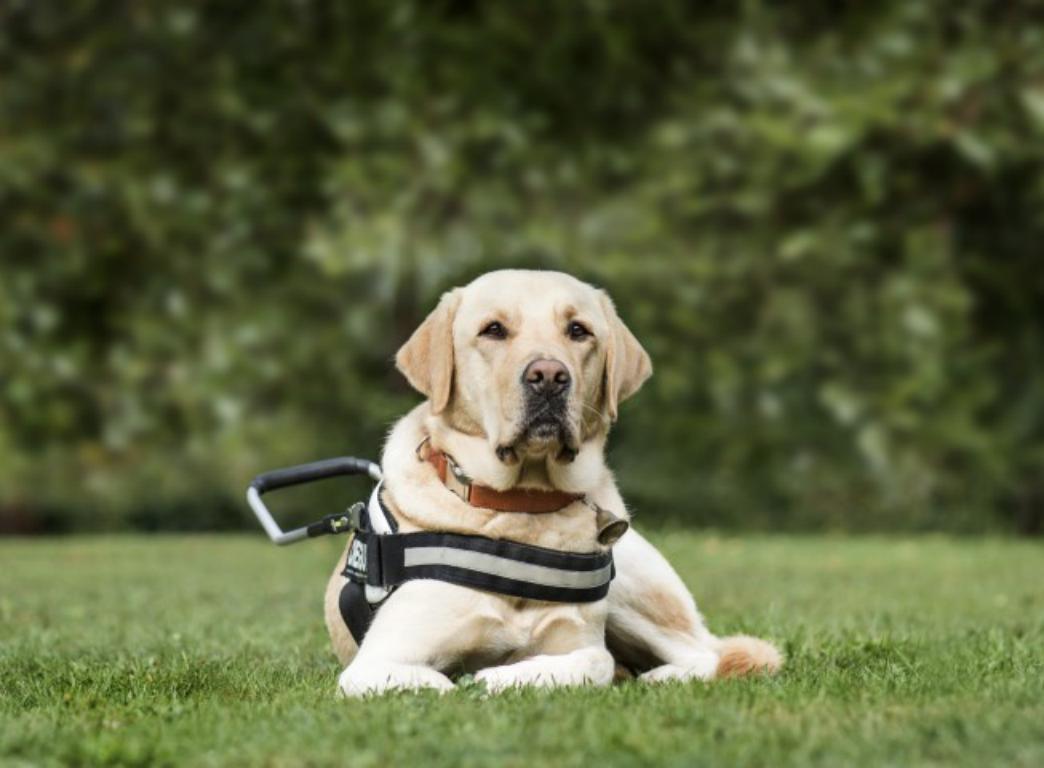 Assistance Dog ID Cards by The Card Project UK