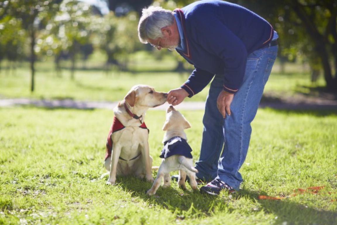 Assistance Dog In Training ID Card by The Card Project UK