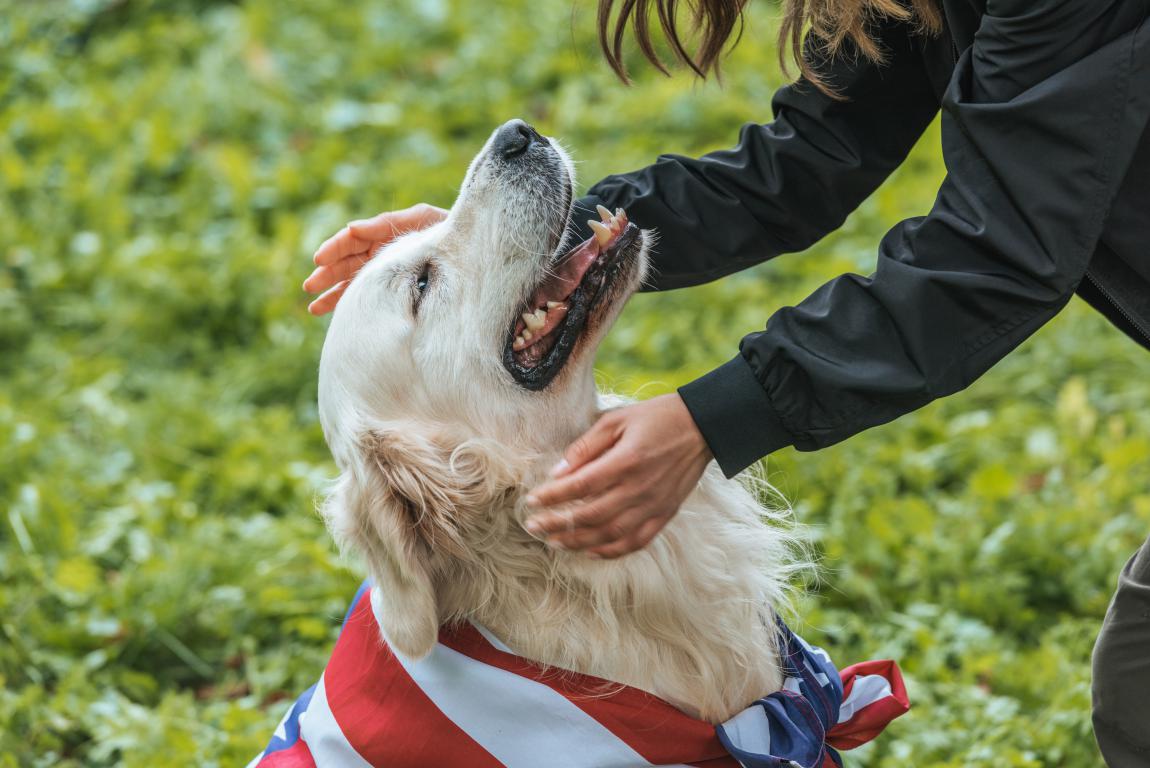 Service Dog In Training ID Card by The Card Project US