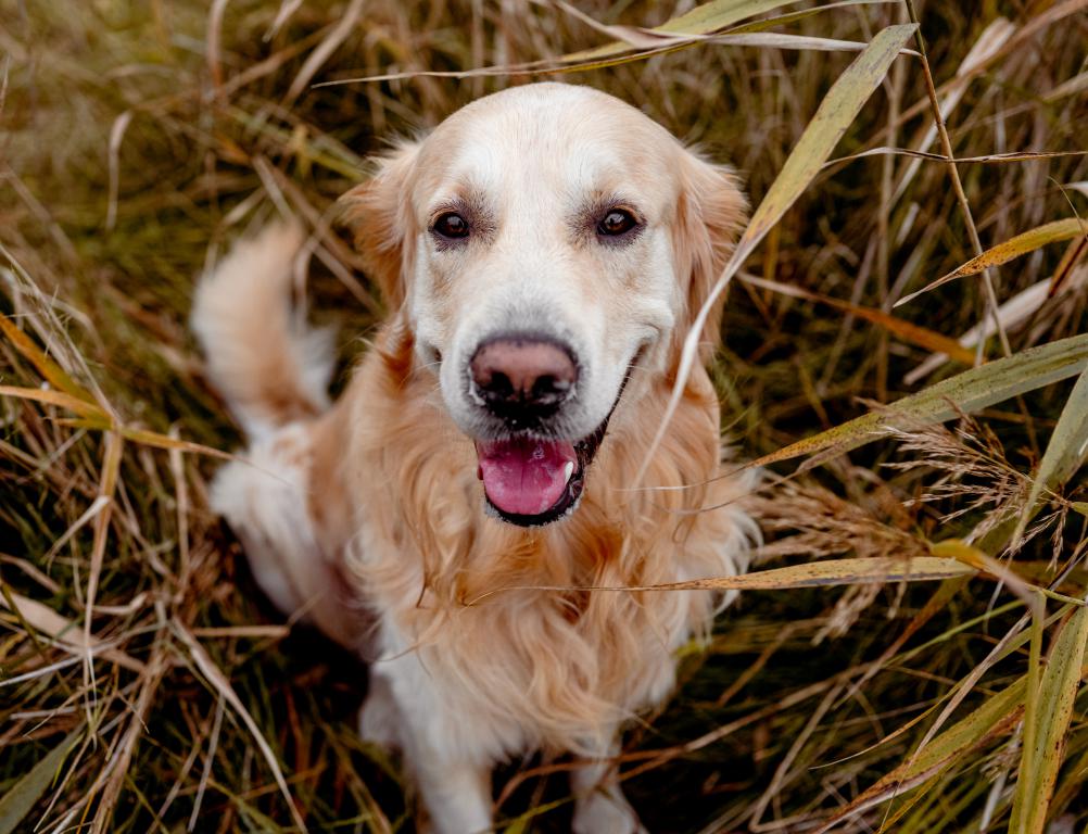 Assistance Dog ID Cards and Assistance Dog In Training ID Cards by The Card Project UK