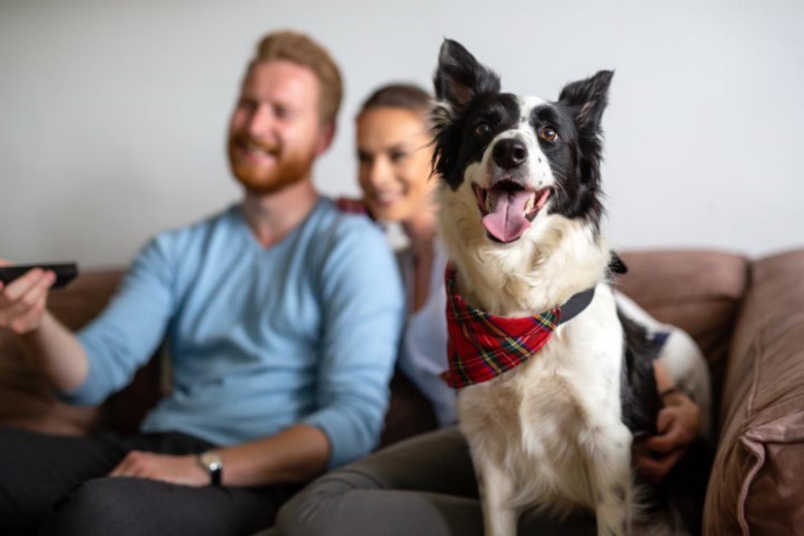Dog Microchip ID Card by The Card Project UK