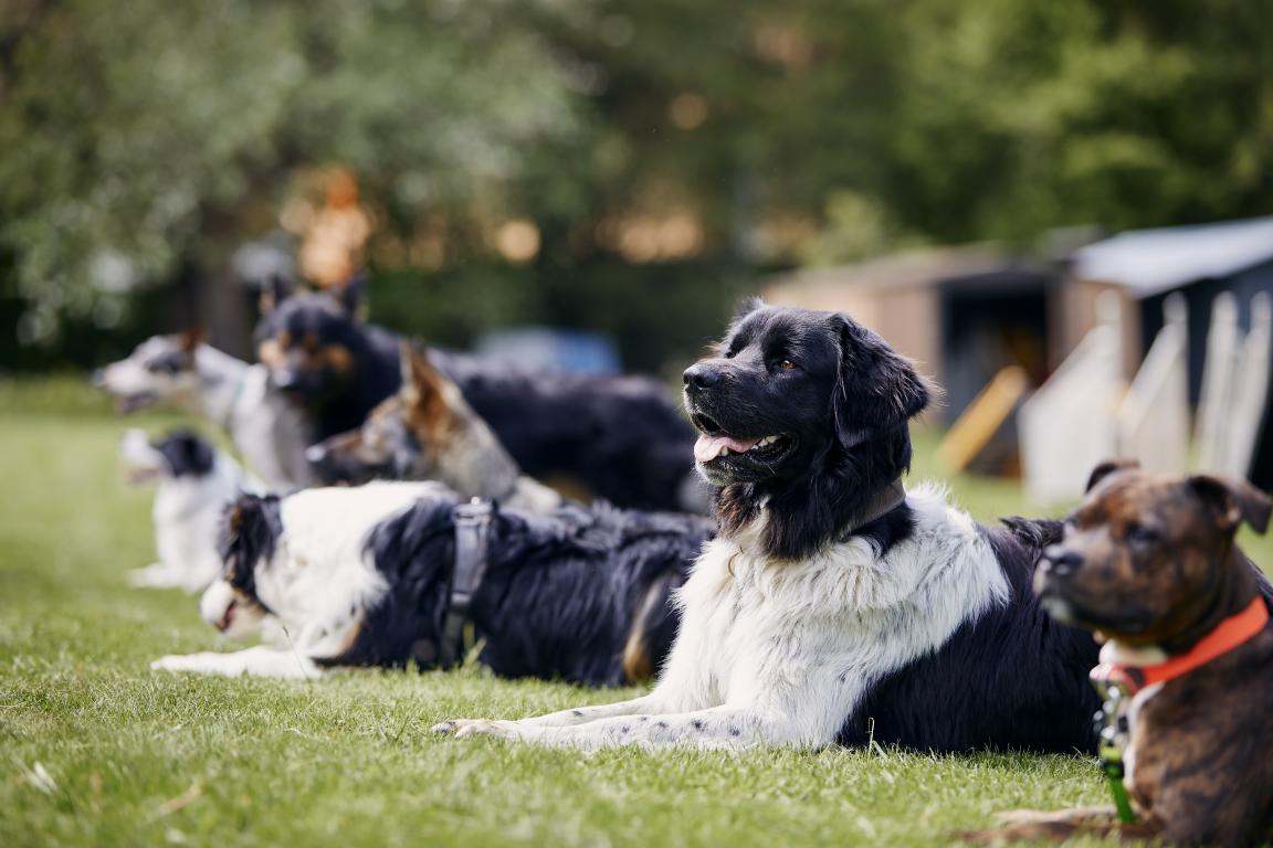 Assistance Dog and Assistance Dog In Training ID Cards by The Card Project UK