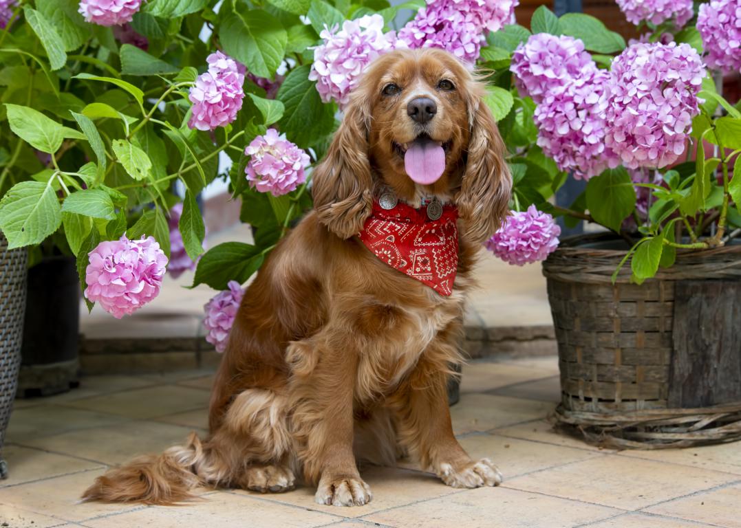 Assistance Dog and Assistance Dog In Training ID Cards by The Card Project UK