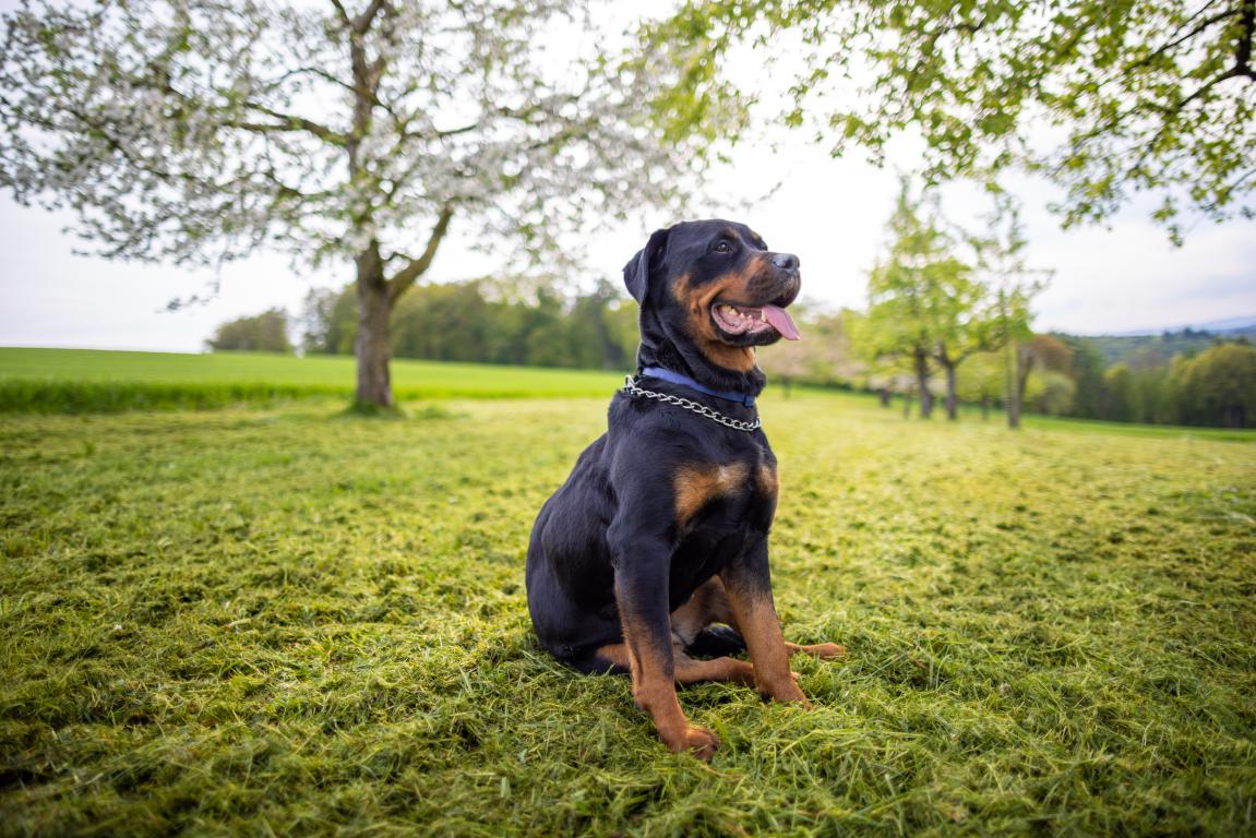 Assistance Dog and Assistance Dog In Training ID Cards by The Card Project UK