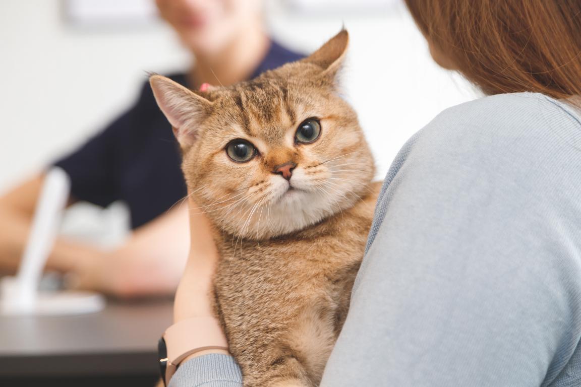 A golden-ticked tabby cat with large, round eyes is held securely by its owner and looks over their shoulder with a curious expression during what appears to be a vet visit