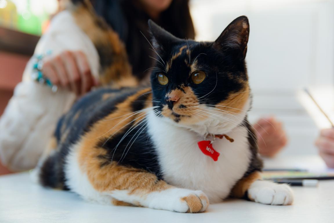 A beautiful calico cat with black, orange, and white fur lies on a white table, wearing a red collar and an ID tag. The cat is looking to its right, and its owner is softly blurred in the background.