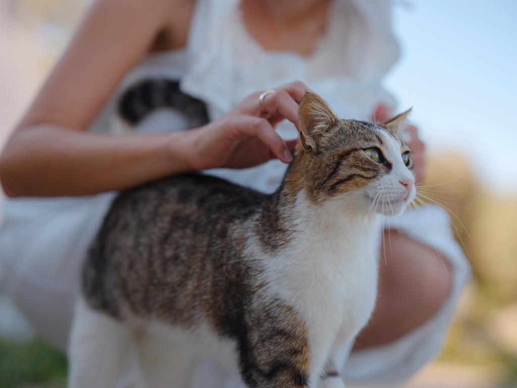 A person gently pets a brown and white tabby cat on the head. The cat is outside and looking away peacefully, enjoying the affection from its owner
