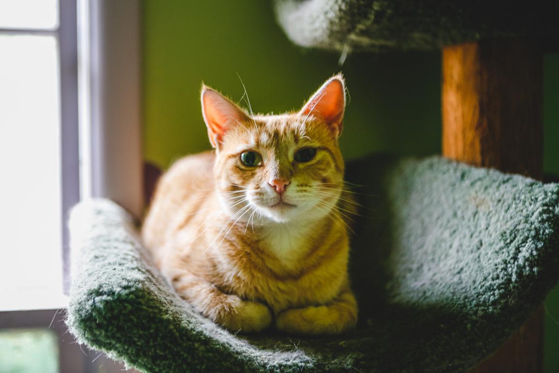 A ginger tabby cat with its paws neatly tucked in rests comfortably in the top tier of a carpeted cat tree, looking contentedly at the camera