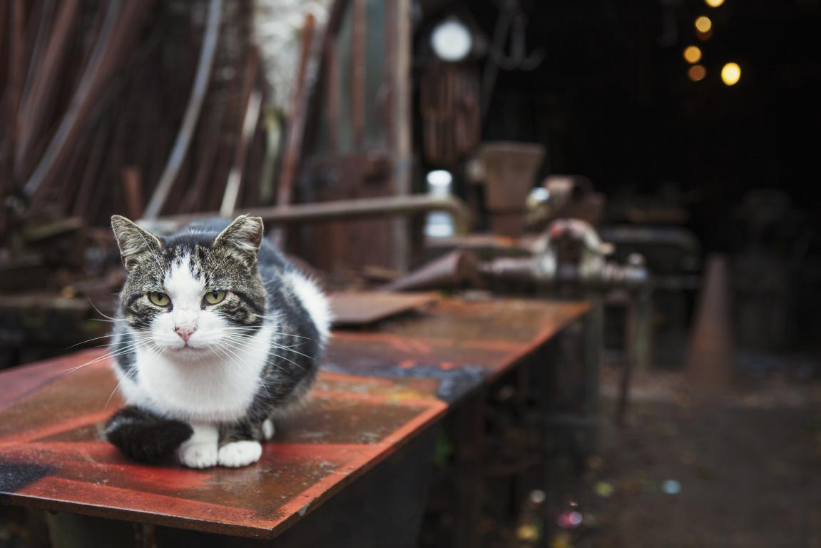 A black and white cat with a serious expression sits neatly on a rusty red metal table in a dimly lit, rustic workshop setting, representing an outdoor or farm cat.