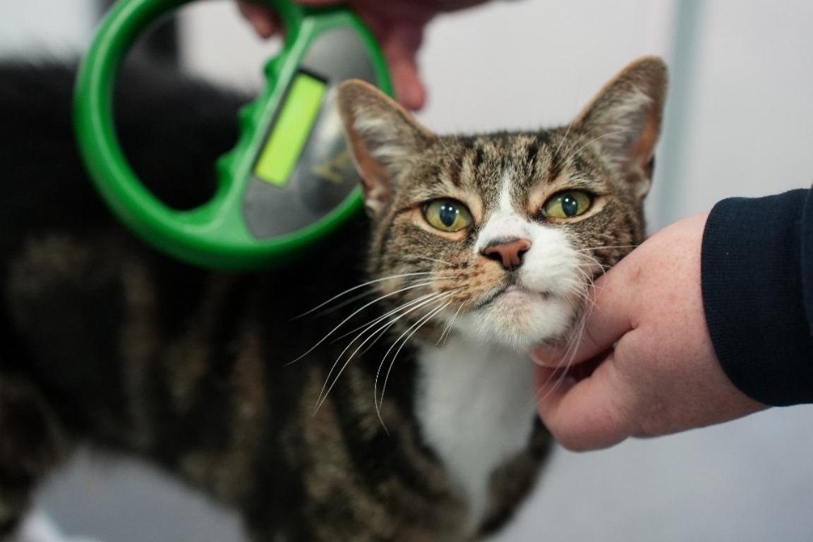 A close-up of a tabby and white cat looking at the camera while being gently scanned with a green microchip scanner to check its identification.