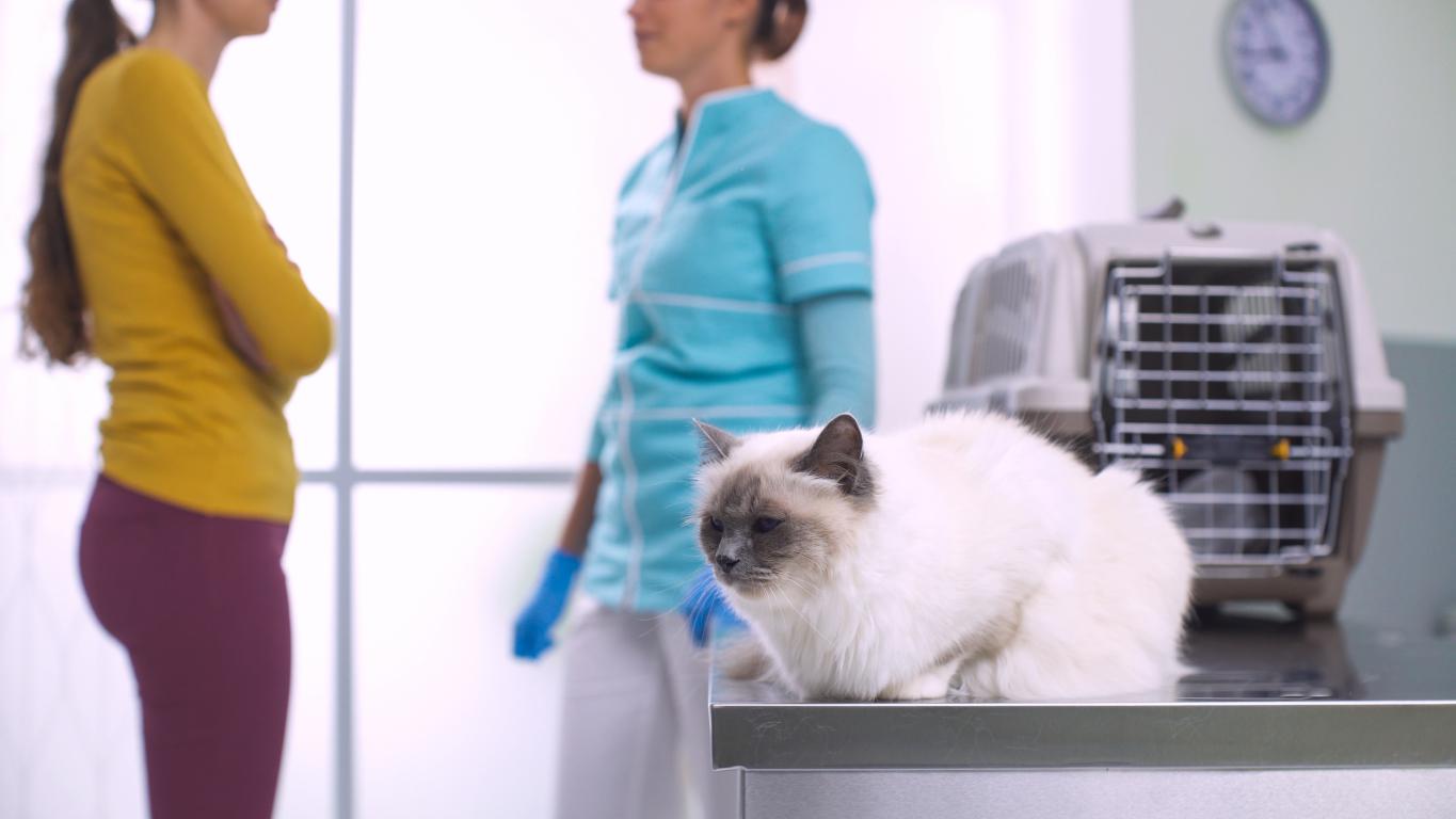 A beautiful fluffy cat sitting calmly on a vet's examination table, with its owner and a vet talking in the background, discussing the microchipping procedure.