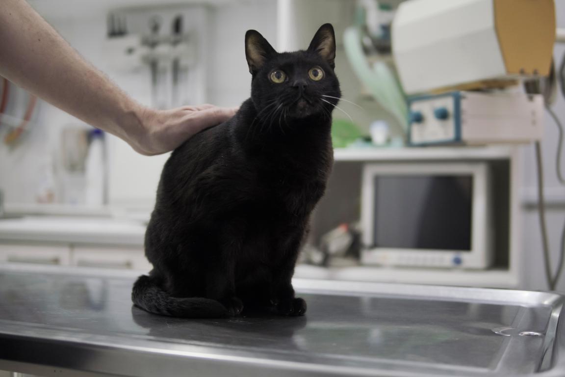 A sleek black cat sitting patiently on a vet's examination table while a reassuring hand gently strokes its back during a check-up
