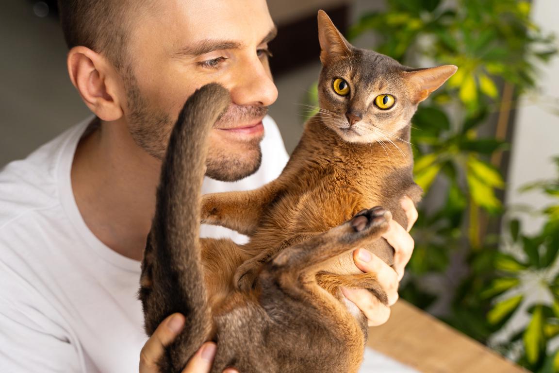  A caring owner looking lovingly at his beautiful Abyssinian cat as he holds it safely in his arms, showing the bond between a pet and their person.