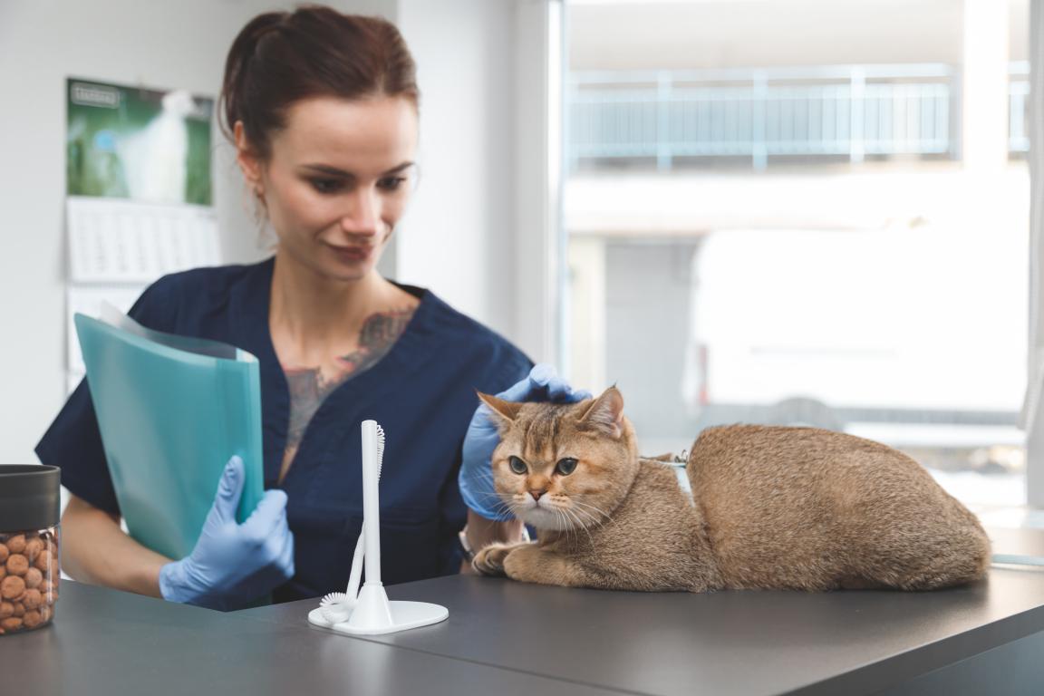 A female vet in blue scrubs holding a file while gently stroking a calm golden cat that is lying on the counter, ready for its registration details to be checked.