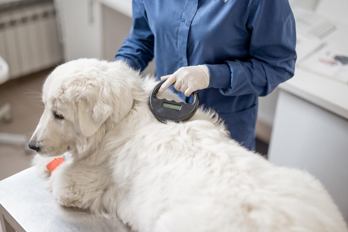 A calm, fluffy white dog lies on a vet's table while a professional in blue scrubs uses a handheld scanner to check for a mic A Vet Scanning a Dog for a Microchiprochip.