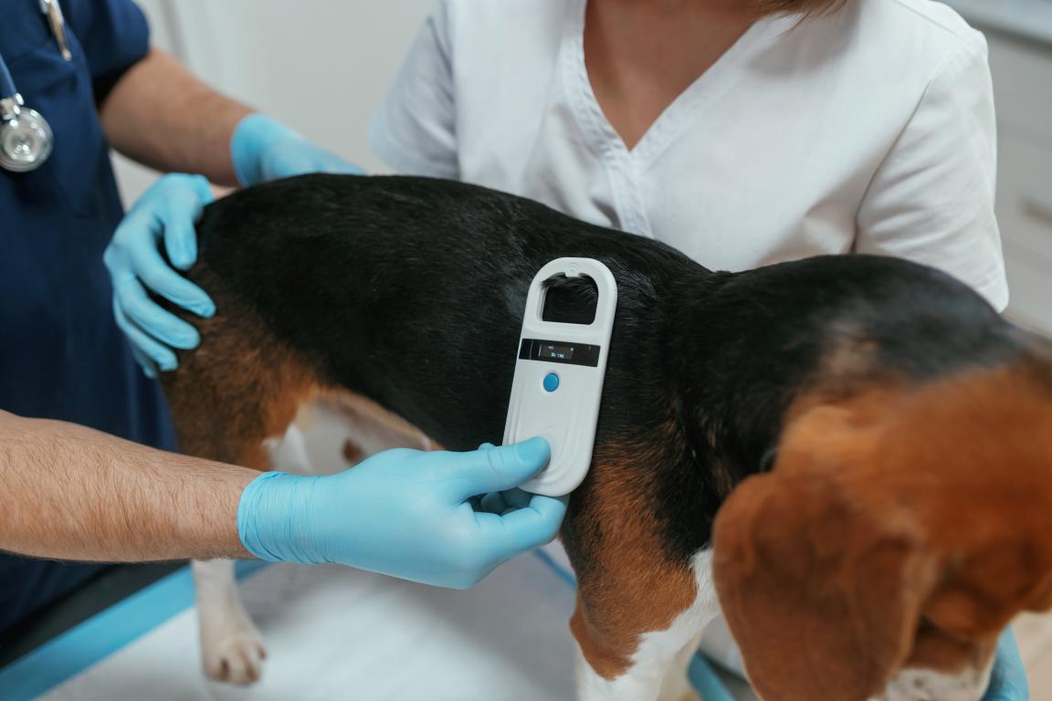 A close-up showing a vet in blue gloves holding a microchip scanner against the back of a beagle during a check-up, demonstrating the painless procedure.