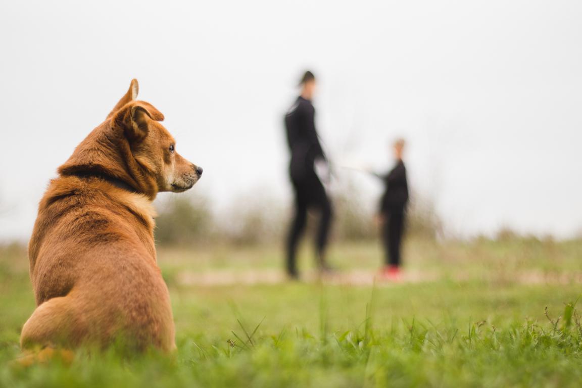  A small dog sits alone in a field looking back towards its distant owners, illustrating the moment a pet can become lost and highlighting the need for a microchip