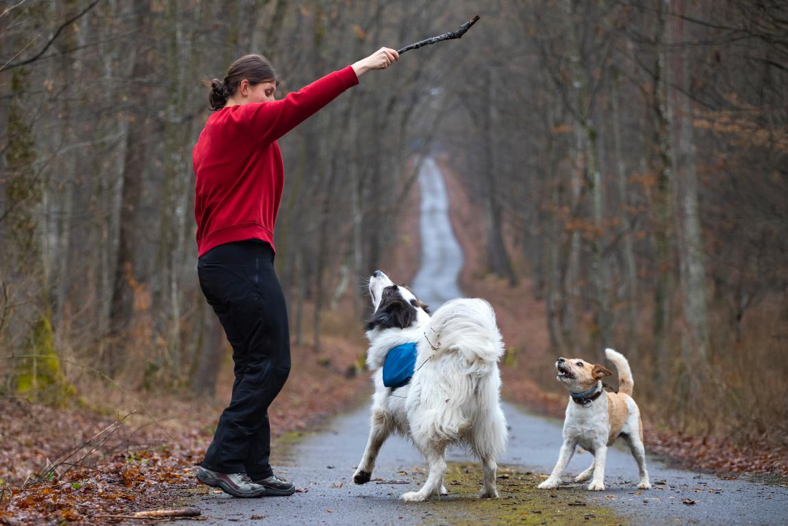  A woman plays with her two happy dogs on a woodland path, showing an active and engaged owner who prioritises her pets' wellbeing and safety.