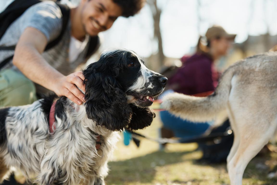A young man gently reassures his black and white cocker spaniel in a park, demonstrating the care of a responsible dog owner.