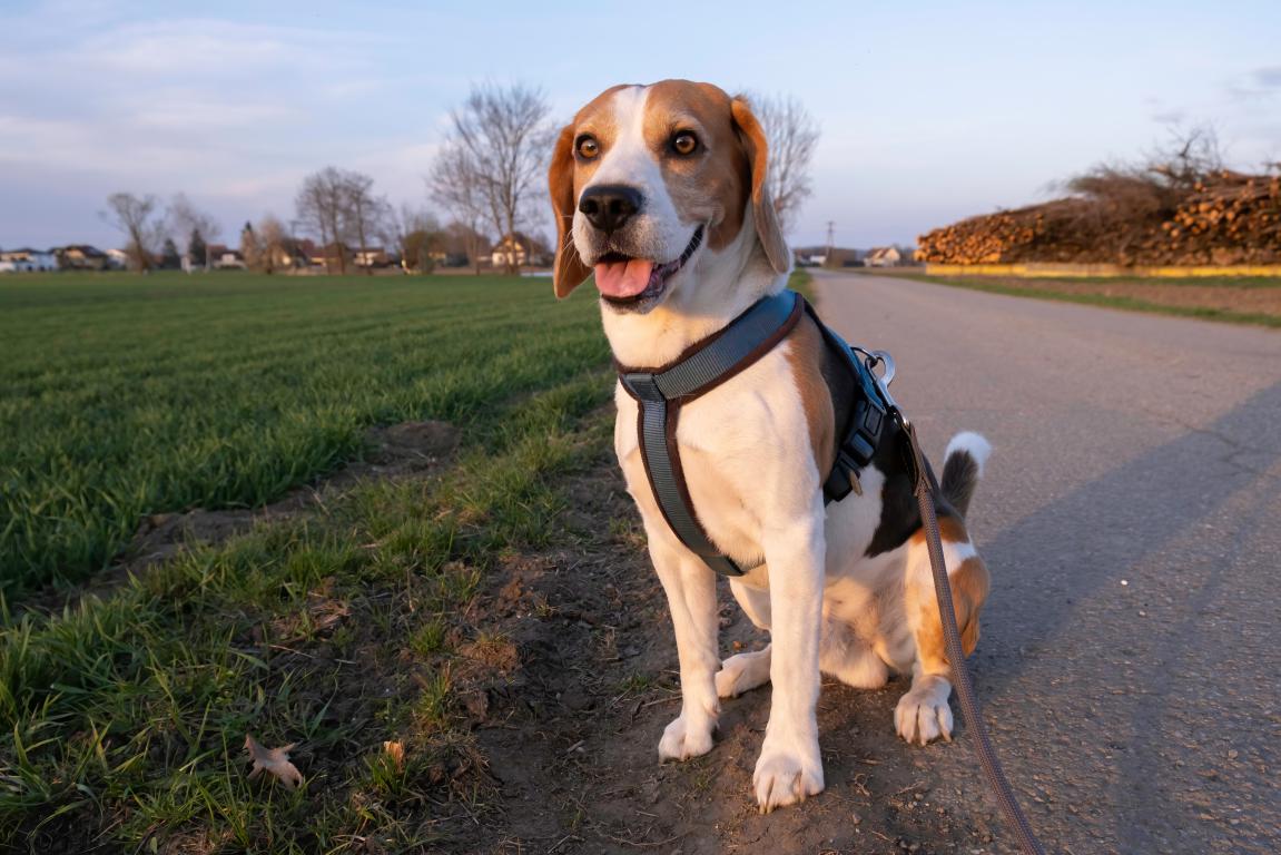 A happy and healthy beagle wearing a harness sits patiently on a country lane, representing a beloved pet kept safe on a walk