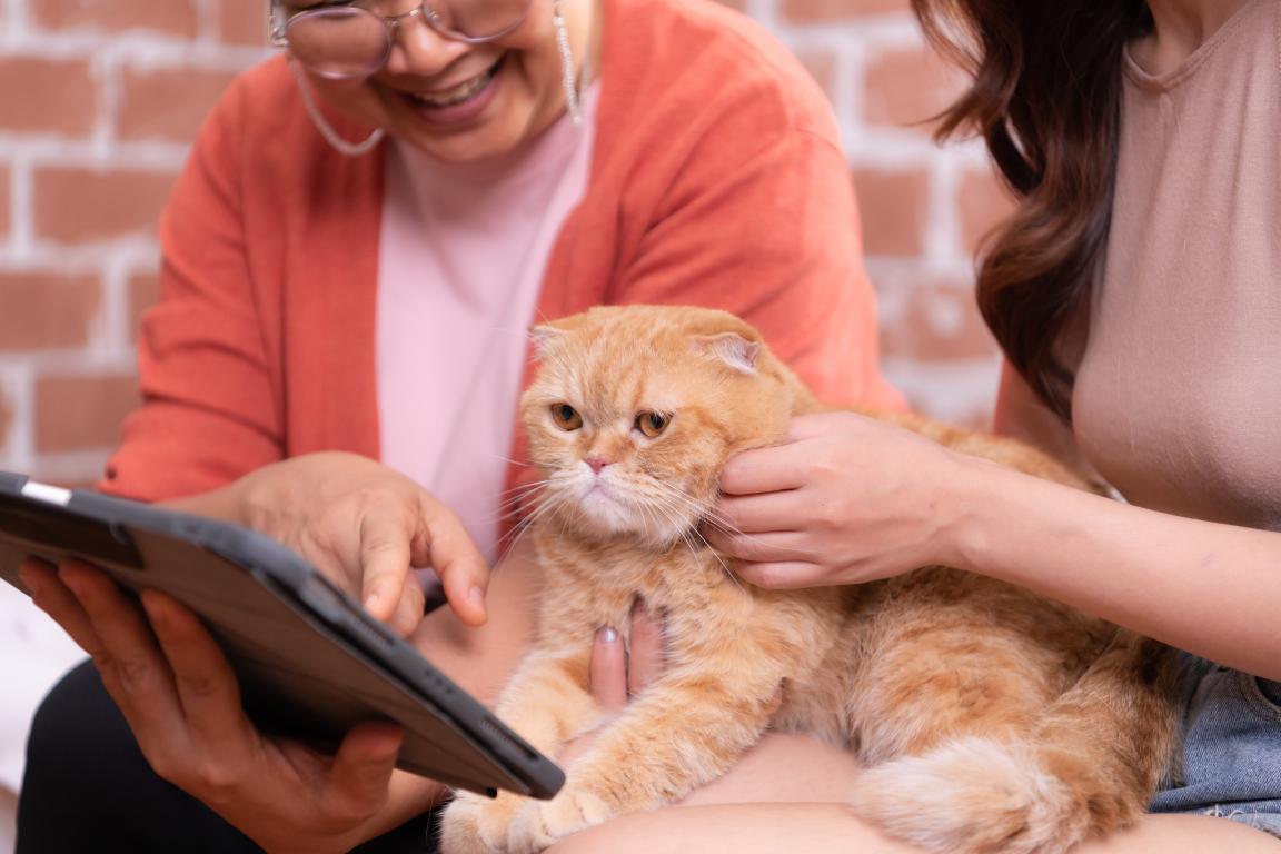 Two women looking at a tablet to understand the fine print and excess on a cat insurance policy for their Scottish Fold cat.