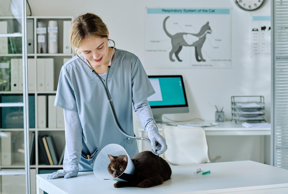 A vet examining a cat wearing a protective cone after a procedure, a situation where vet fees would be covered by a good insurance policy