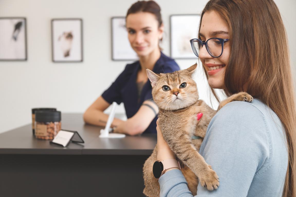 A cat owner holding her British Shorthair at the vet reception desk, ready to provide insurance details for a smooth claims process.
