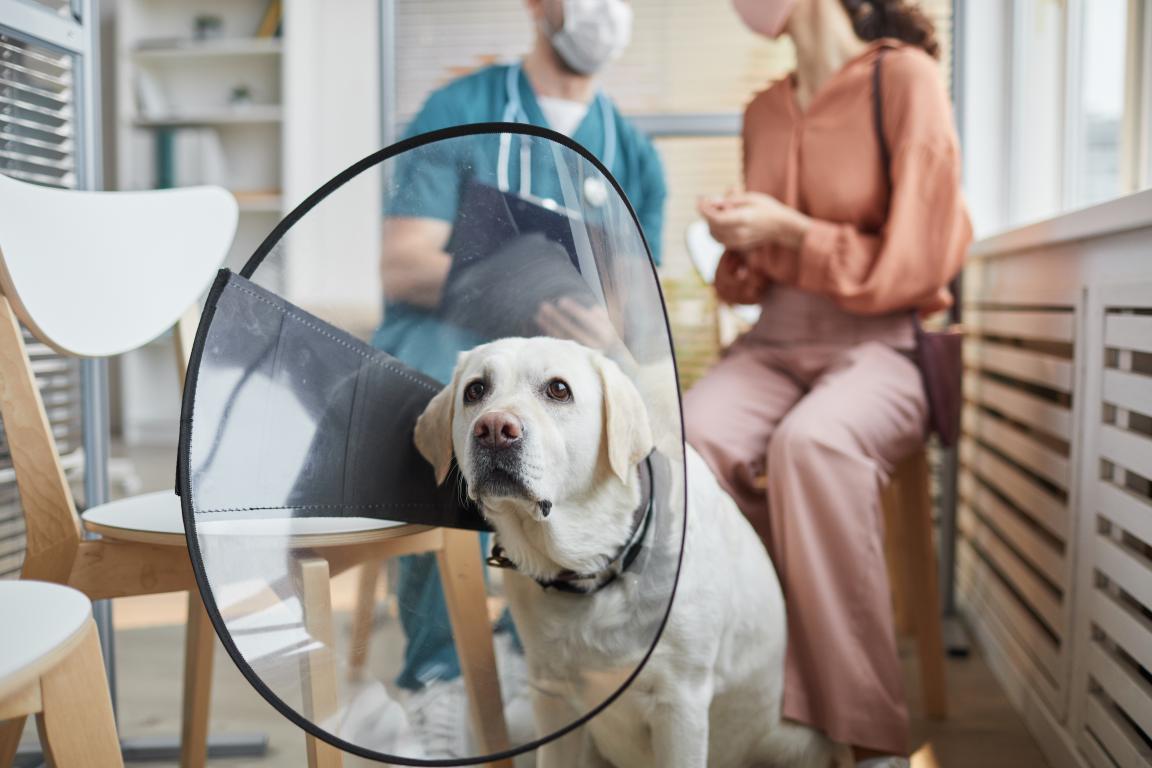 A yellow Labrador wearing a protective veterinary cone looks up sadly from a chair in a vet's waiting room, highlighting the need for dog insurance.
