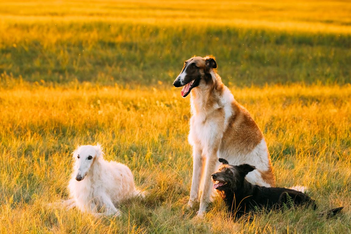  A tall Borzoi dog sits in a golden field at sunset next to a smaller white sighthound and a scruffy black terrier-mix, representing different dog breeds.