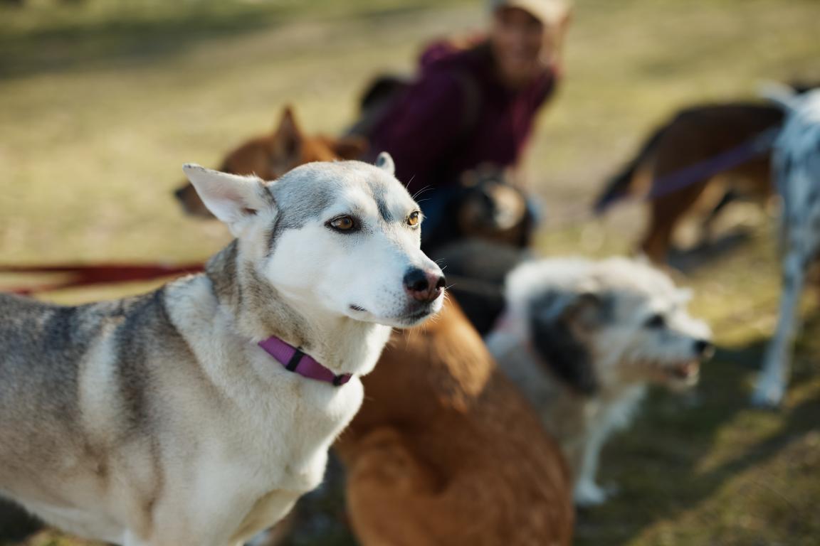 A purebred Siberian Husky mix with a purple collar, representing how specific pedigree traits are assessed for UK dog insurance.