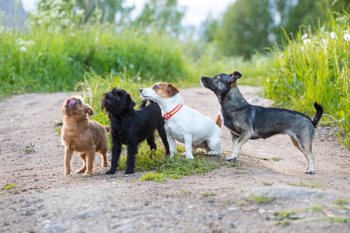 A group of four small dogs, including a Jack Russell Terrier and a mixed-breed, stand together on a path, showing a variety of low-to-moderate insurance risk breeds.